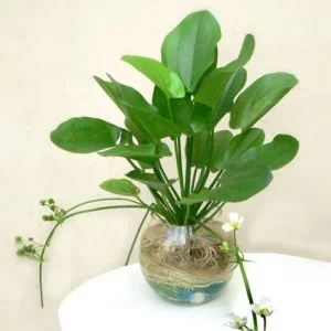 Công Ty Cổ Phần ứng Dụng Công Nghệ Xanh Hà Nội