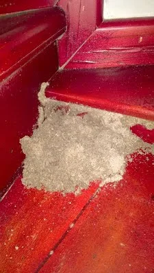 Công Ty TNHH MTV Diệt Mối Hồng Đồ   – Diệt Mối Hạ Long