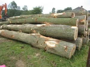 Ván Veneer Hằng Thịnh – Công Ty TNHH Một Thành Viên Hằng Thịnh