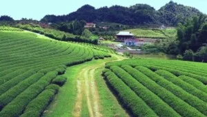 Công Ty TNHH TM Và DV Linh Việt Travel