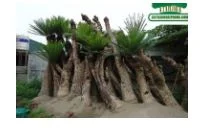 Công Ty Cổ Phần Phát Triển Xây Dựng Trung Tâm Xanh