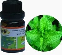 Cơ sở tinh dầu Kiến Vàng
