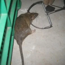 Chi Nhánh Công Ty Cổ Phần Vinafor Đà Nẵng – Xí Nghiệp Bảo Quản Vinafor Đà Nẵng