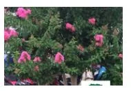 Công Ty Cổ Phần Phát Triển Xây Dựng Trung Tâm Xanh