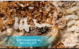 Diệt Mối Thành Nhân – Công Ty TNHH Diệt Mối Và Côn Trùng Thành Nhân