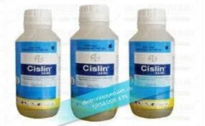 Diệt Mối Thành Nhân – Công Ty TNHH Diệt Mối Và Côn Trùng Thành Nhân