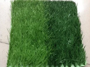 Công Ty TNHH Đầu Tư Thương Mại Xuất Nhập Khẩu Trình Thuận Phát