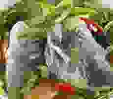 Suất Ăn Công Nghiệp Hương Trang Duy – Công Ty TNHH MTV Thương Mại Dịch Vụ Hương Trang Duy