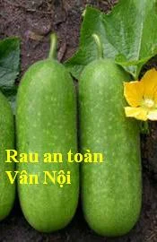 Hợp Tác Xã Sản Xuất Rau An Toàn Số 5 Vân Nội