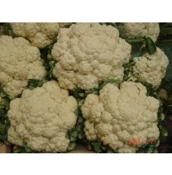 Nông Sản VietCan – Công Ty TNHH Liên Doanh Kiến Quốc VietCan