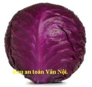 Hợp Tác Xã Sản Xuất Rau An Toàn Số 5 Vân Nội