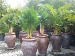 Công Ty TNHH Thương Mại Dịch Vụ Cây Cảnh Nhà Xanh