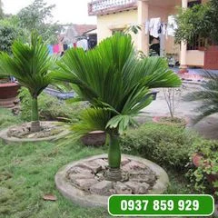 Công Ty TNHH Cây Xanh Gia Khánh