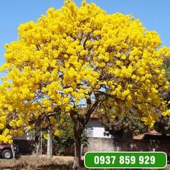 Công Ty TNHH Cây Xanh Gia Khánh