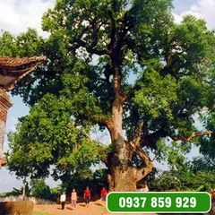 Công Ty TNHH Cây Xanh Gia Khánh