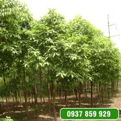 Công Ty TNHH Cây Xanh Gia Khánh