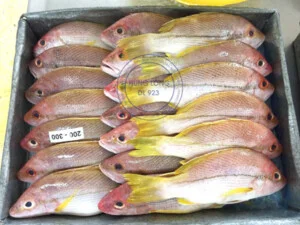 Thủy Hải Sản Hưng Long – Công Ty Trách Nhiệm Hữu Hạn Một Thành Viên Xuất Nhập Khẩu Thủy Hải Sản Hưng Long