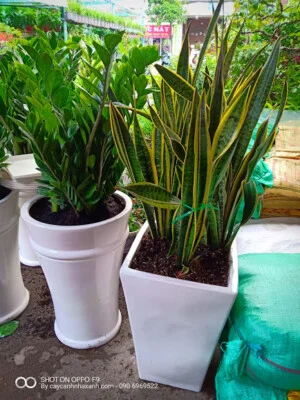 Công Ty TNHH Thương Mại Dịch Vụ Cây Cảnh Nhà Xanh