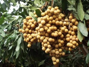 Cây Giống Nông Trang – Công Ty TNHH MTV Nông Trang Island