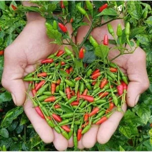 HTX Chế Biến Nông Sản Hữu Cơ Lạng Sơn