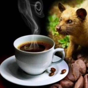 Cà Phê BMT – Công Ty TNHH Cà Phê BMT Việt Nam