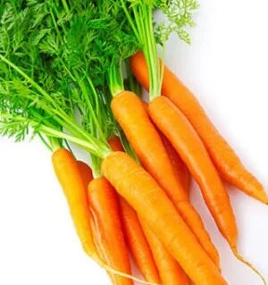 Nông Sản Đất Xanh – Công Ty TNHH Nông Sản Và Thực Phẩm Đất Xanh