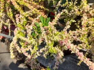 Cây Giống Nông Trang – Công Ty TNHH MTV Nông Trang Island