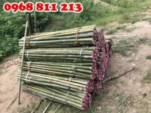 Cọc Tre Lộc Phát – Công Ty TNHH Thương Mại Và Dịch Vụ Forbigsu Việt Nam