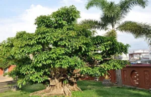 Công Ty TNHH Cảnh Quan ý Tưởng Mới