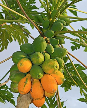 Nông Sản Vĩnh Phúc