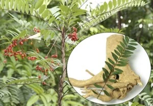 Thảo Mộc Hà Huy Toại