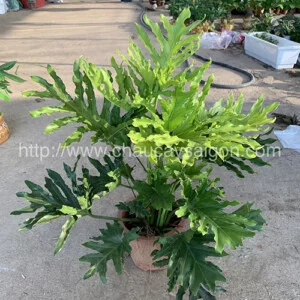 Chậu Cây Sài Gòn – Công Ty TNHH Chậu Cây Sài Gòn
