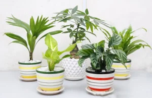 Công Ty TNHH Cảnh Quan ý Tưởng Mới