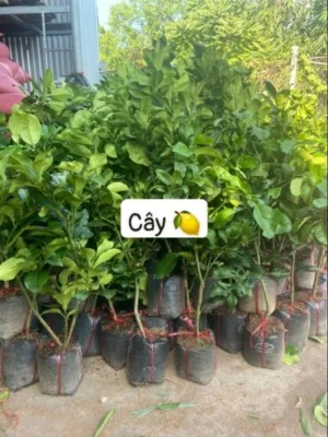 Cơ Sở Cây Kiểng Hiếu Toàn Thắng