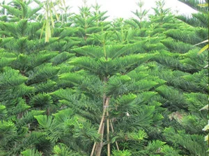 Cây Xanh Đức Lâm Vũng Tàu – Công Ty TNHH TM DV XNK Đức Lâm