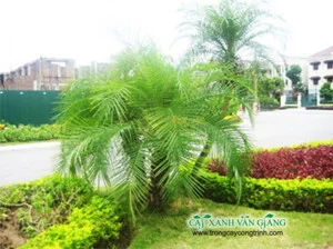 Cây Xanh Đức Lâm Vũng Tàu – Công Ty TNHH TM DV XNK Đức Lâm