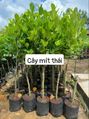 Cơ Sở Cây Kiểng Hiếu Toàn Thắng