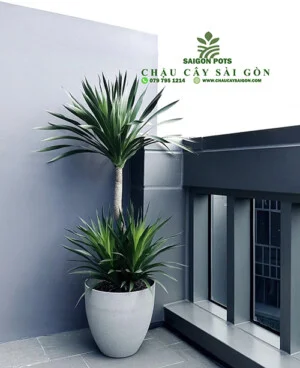 Chậu Cây Sài Gòn – Công Ty TNHH Chậu Cây Sài Gòn