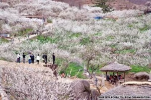 Công Ty TNHH Cơ Hội Vàng Việt Nam