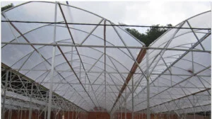 Màng Nhà Kính Phong Kiều – Công Ty TNHH Phong Kiều