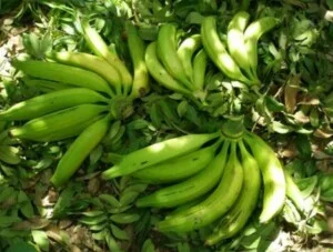 Công Ty TNHH Fresh Banana
