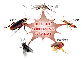 Công Ty TNHH Trừ Mối Và Côn Trùng Đại Toàn Việt