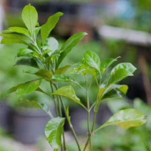 Chi Nhánh Long An – Công Ty TNHH Dịch Vụ VINAXANH