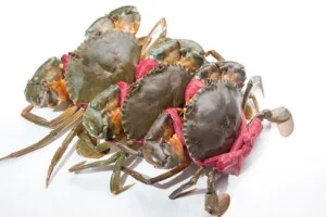 Suất Ăn Công Nghiệp Trần Hương – Công Ty TNHH Thực Phẩm Thương Mại Dịch Vụ Trân Hương