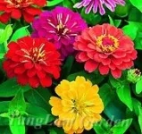 Công Ty CP Kiến Trúc Cảnh Quan Sinh Thái Tùng Lâm