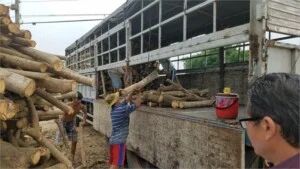 Củi Đốt Huỳnh Thanh Lễ – Doanh Nghiệp Tư Nhân Huỳnh Thanh Lễ