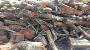 Củi Đốt Huỳnh Thanh Lễ – Doanh Nghiệp Tư Nhân Huỳnh Thanh Lễ