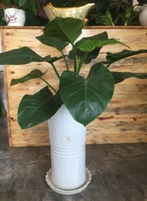 Công Ty TNHH Cảnh Quan VINA Xanh