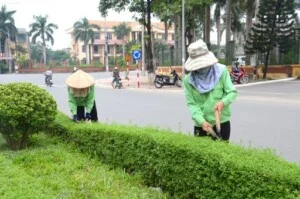 Dịch Vụ Cây Xanh Hồ Chí Minh – Công Ty TNHH Vệ Sinh Cây Xanh Miền Nam