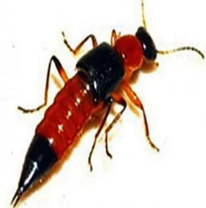 Dịch Vụ Diệt Côn Trùng Hà Nội – Công Ty TNHH Diệt Mối Và Côn Trùng Hà Nội